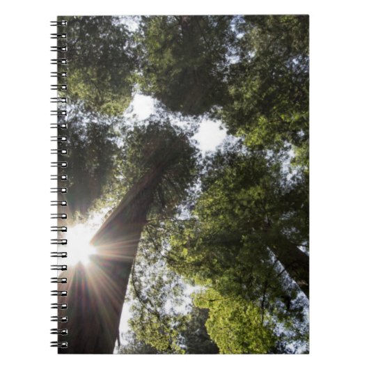 Carnet Séquoias géants, Parc d'État des Séquoias géants d (Devant)