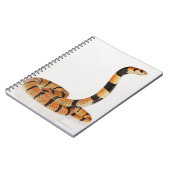 Carnet Serpent corail africain (Aspidelaps lubricus) (Côté gauche)