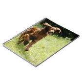 Carnet Setter irlandais (Côté gauche)
