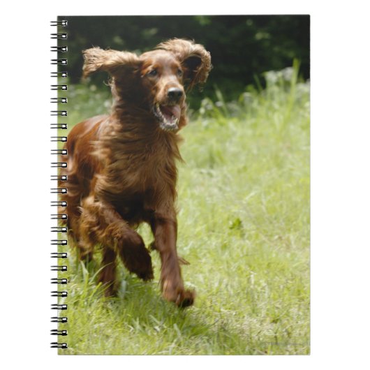 Carnet Setter irlandais (Devant)