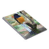 Carnet Shama Bird mâle à rames blanches (Côté Droit)