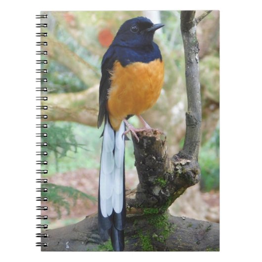 Carnet Shama Bird mâle à rames blanches (Devant)