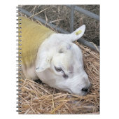 CARNET SHEEP (Devant)