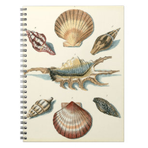 Carnet Shell de fantaisie échouent