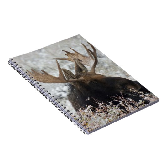 Carnet Shiras Bull Moose (Côté Droit)