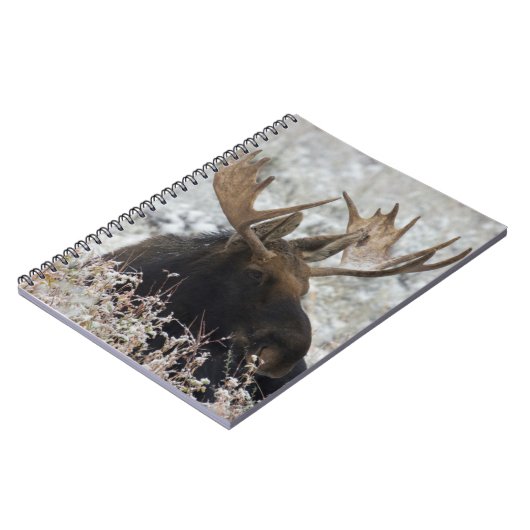 Carnet Shiras Bull Moose (Côté gauche)