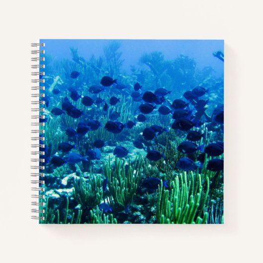 Carnet Shoal of Blue Discus Fish Underwater Photo (Devant)