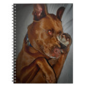 Carnet Shop Chocolate Lab Pit Mix Chien (Devant)