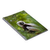 Carnet Sifaka de Coquerel dans la forêt 2 (Côté Droit)