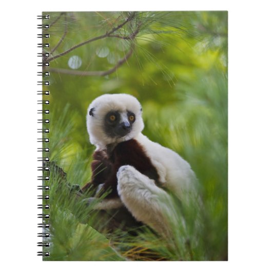 Carnet Sifaka de Coquerel dans la forêt 2 (Devant)