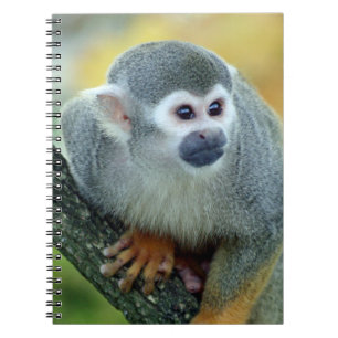 Carnet Singe 004