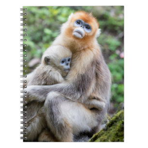 Carnet Singe à nez retroussé doré avec bébé