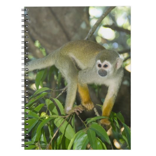 Carnet Singe écureuil commun, (Saimiri sciureus), Rio (Devant)