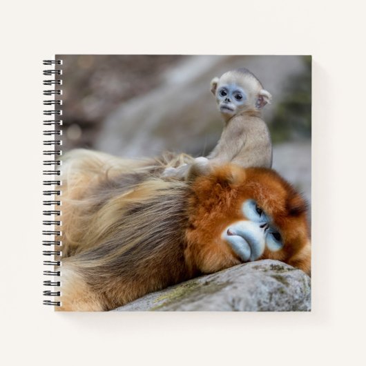 Carnet Singe nez retroussé doré père avec bébé (Devant)