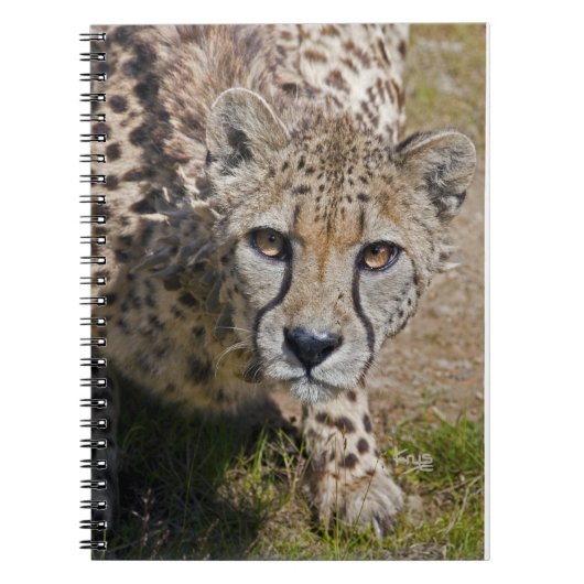 Carnet Sita (Devant)