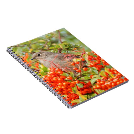 Carnet Solitaire de Townsend sur la Pyracantha (Côté Droit)