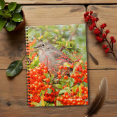Carnet Solitaire de Townsend sur la Pyracantha