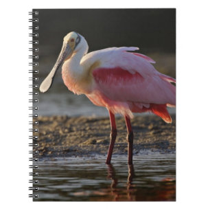 Carnet Spatule rosée, Ajaia ajaja, Ding Darling