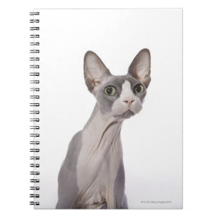 Carnet Sphynx Cat with surprised expression