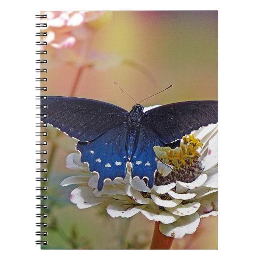 Carnet Spicebush Swallower (Devant)