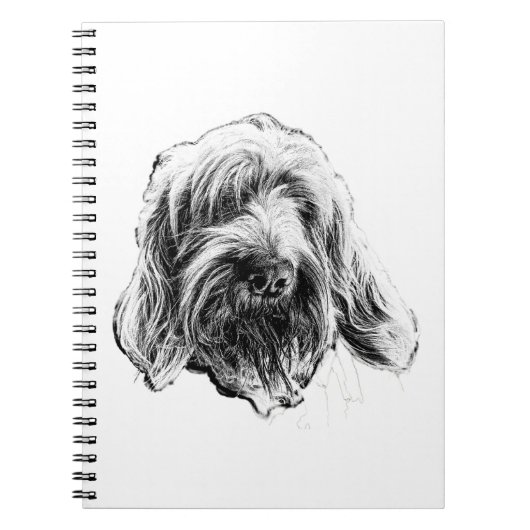 Carnet Spinone Italiano Chien (Devant)