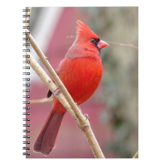Carnet spiral cardinal rouge (Devant)