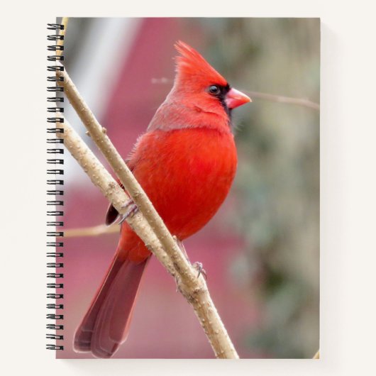 Carnet spiral cardinal rouge (Devant)