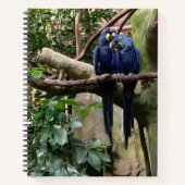 Carnet spiral de perroquet macaw (Devant)