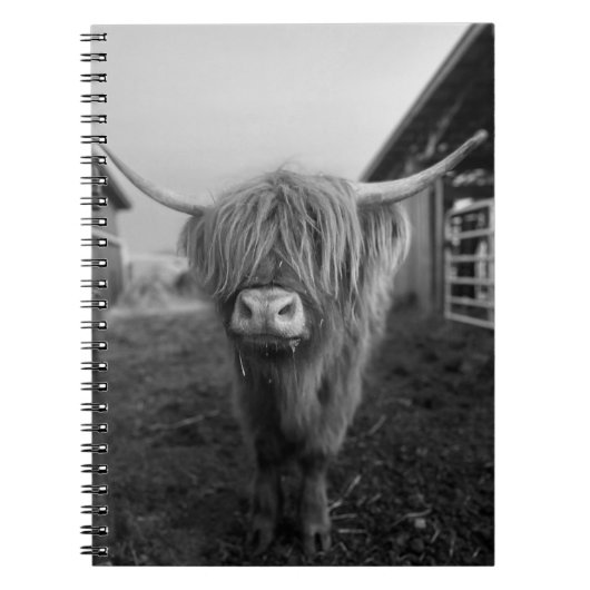 Carnet spiral de vache de Highland (Devant)