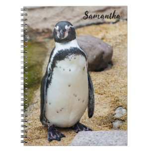 Carnet spiral mignon Humboldt Penguin