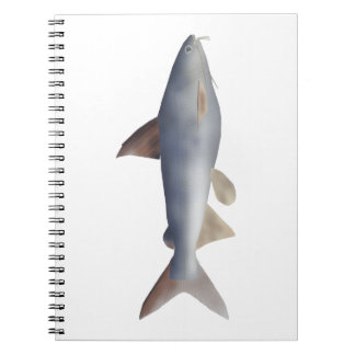 Carnet Spotted Catfish