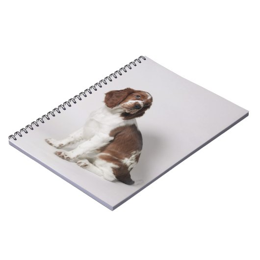 Carnet Springer spaniel (Côté gauche)