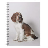 Carnet Springer spaniel (Devant)