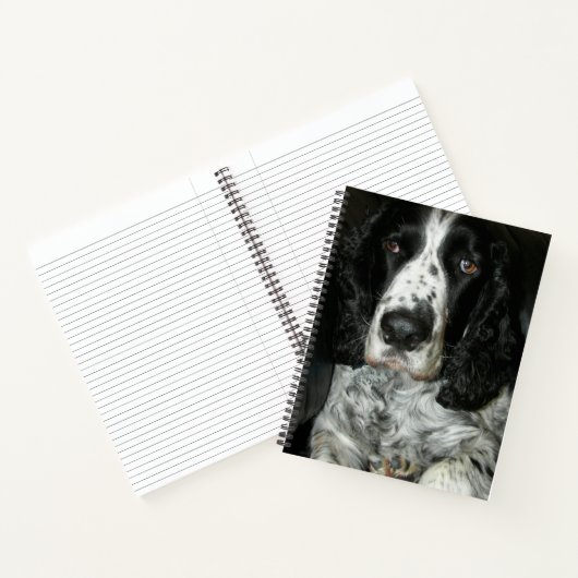 Carnet Springer Spaniel anglais noir et blanc (Intérieur)