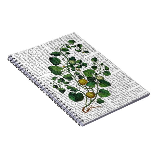 Carnet Squash Vine 4 (Côté Droit)