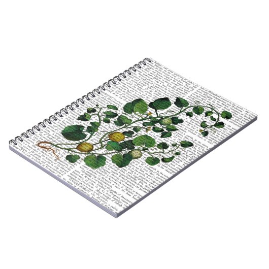 Carnet Squash Vine 4 (Côté gauche)