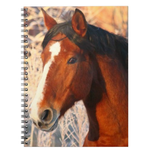 Carnet Stallion Horse (Devant)