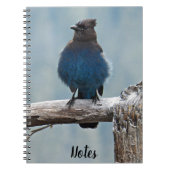 Carnet Steller's Jay Bird Photo (Devant)
