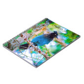 Carnet Steller's Jay - Photographie originale (Côté gauche)