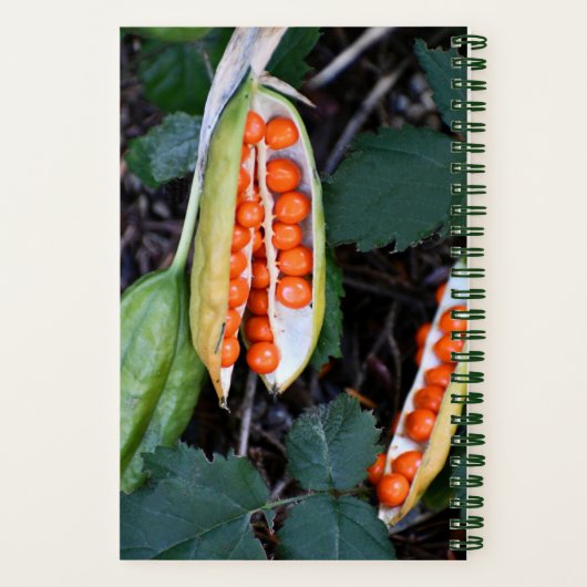 Carnet Stiner Iris Seed Pod Photo (Verso)