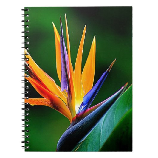 Carnet Strelitzia. Oiseau de fleur de paradis (Devant)