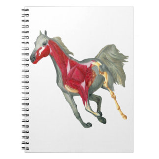 Carnet Structure interne de cheval