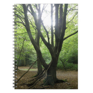 Carnet Sunshine Woodland