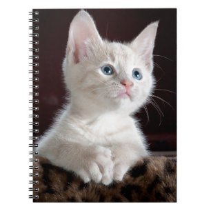 Carnet Super mignon Kitten blanc