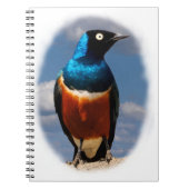 Carnet Superbe étoile vue de face (Devant)