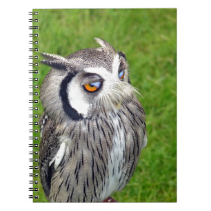 Carnet Superbe Petite Chouette