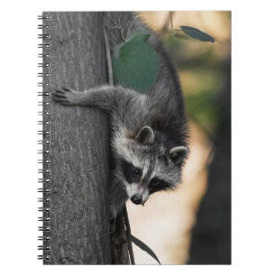 Carnet Sweet Baby Raccoon