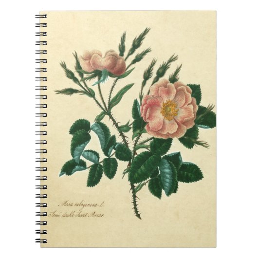 Carnet Sweet Briar Rose (Devant)