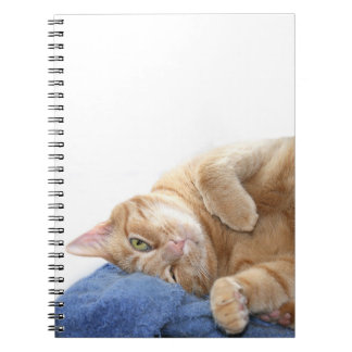 Carnet Tabby