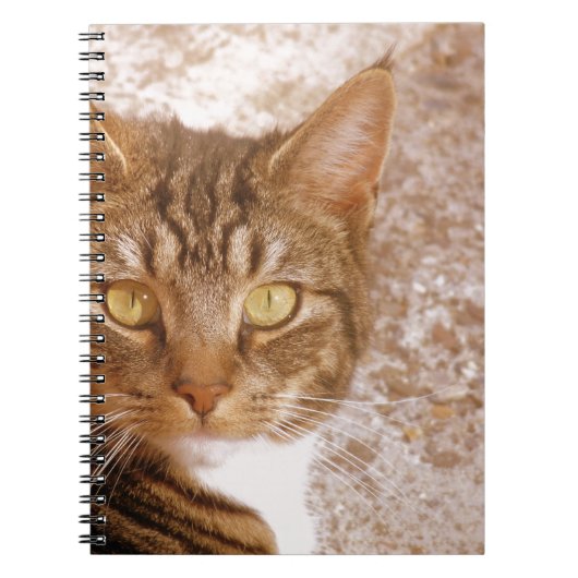 Carnet Tabby Cat (Devant)